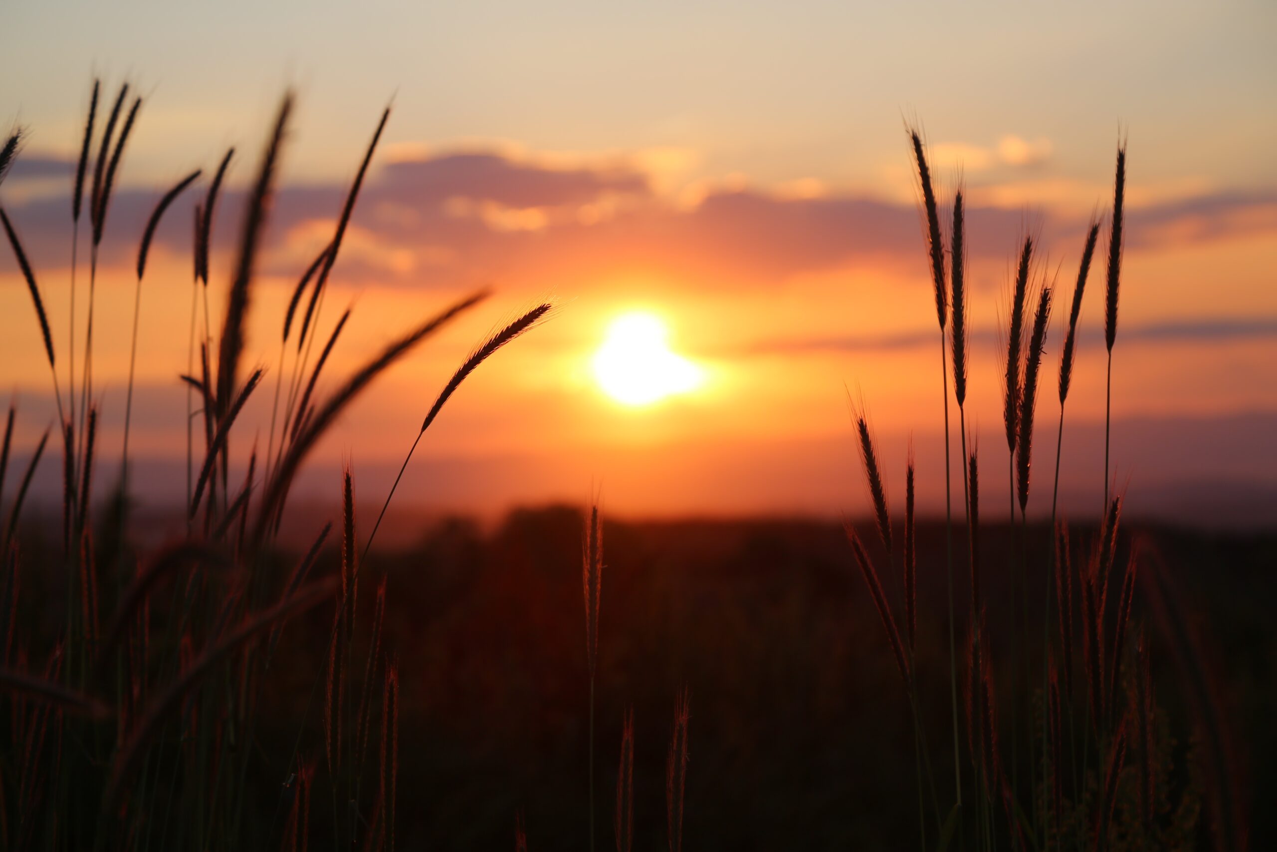 Sun setting over a field in summer